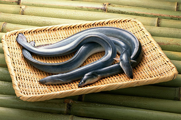 The benefits and harms of eel