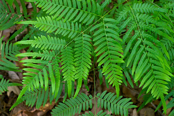 Superstitions and beliefs about the Fern