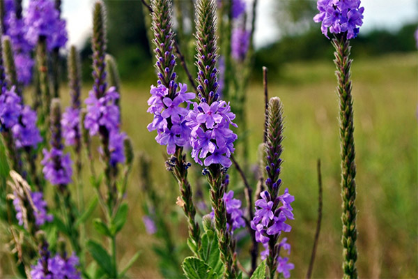Contraindications to the use of verbena