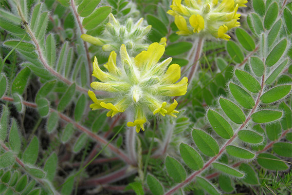 Kinds of medicinal compositions with astragalus