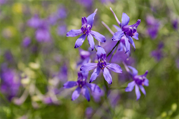 Kinds of medicinal compositions with larkspur
