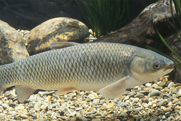 Harm and contraindications of grass carp