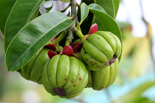 Facts about Garcinia Fruits