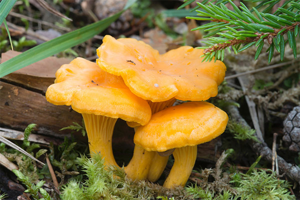 Facts about chanterelles mushrooms