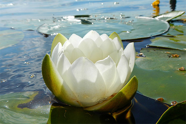 Interesting facts about the water lily