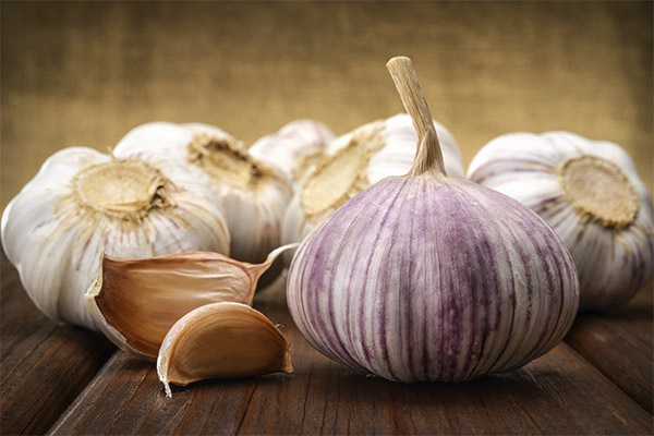 How does garlic affect the human body