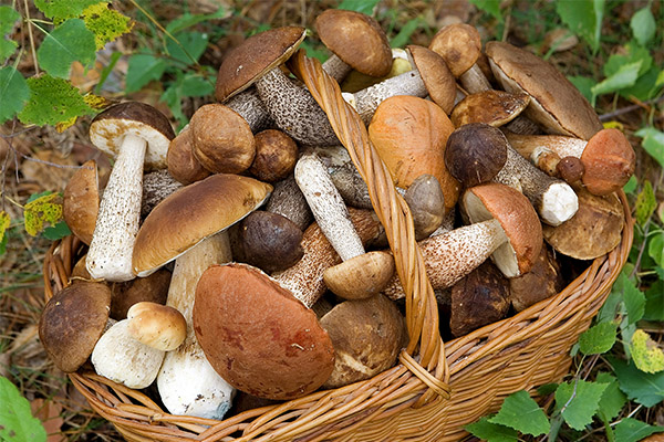 How do mushrooms affect the human body
