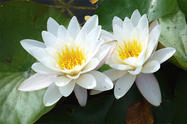 Water lily in folk medicine