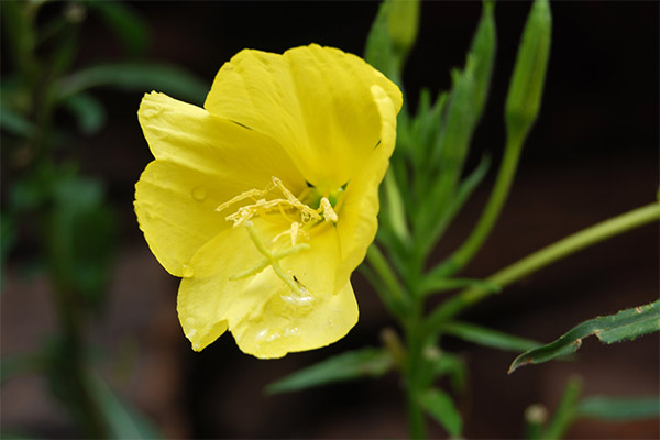 Medicinal properties of evening primrose