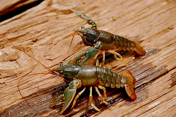 The benefits and harms of crayfish