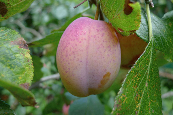 Traditionel medicinsk anvendelse af Ikako-frugten