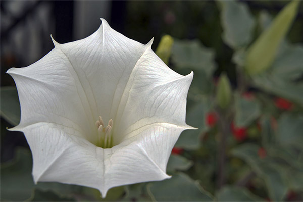 Contraindications to the use of datura