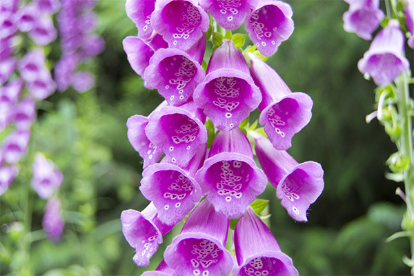 Contraindications to the use of digitalis