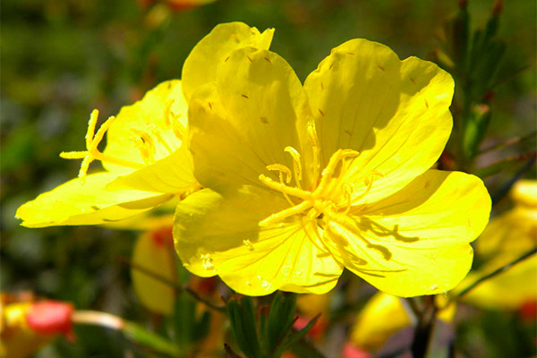 Contraindications to the use of evening primrose