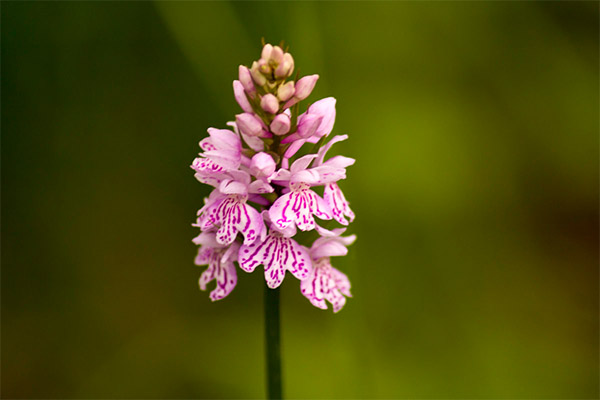 Arten von medizinischen Kompositionen mit Orchidee