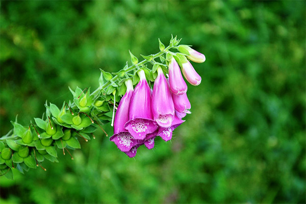 Types of medicinal compositions with digitalis