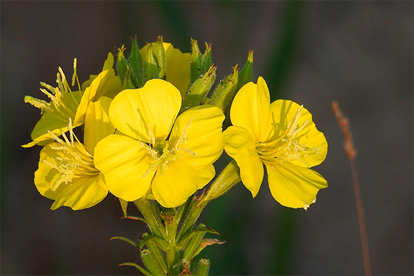 Kinds of medicinal compositions with evening primrose