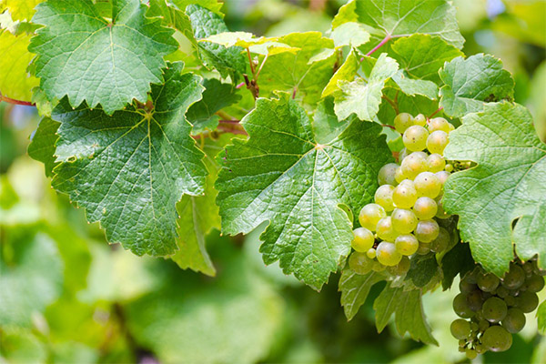 Was ist der Nutzen von Weinblättern?