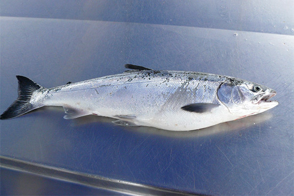 Données sportives sur le saumon argenté