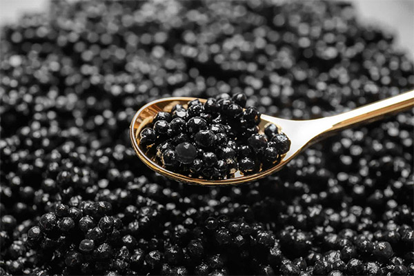 Hvordan man serverer og spiser sort kaviar