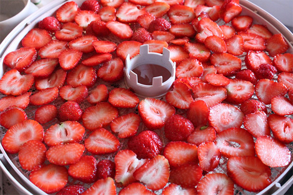 Trocknen von Erdbeeren in einem elektrischen Trockner