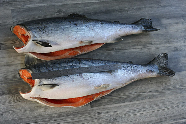 How to choose and store silver salmon
