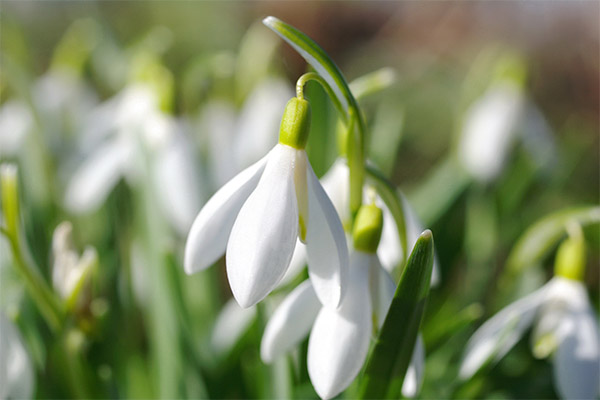 Therapeutic properties of snowdrop