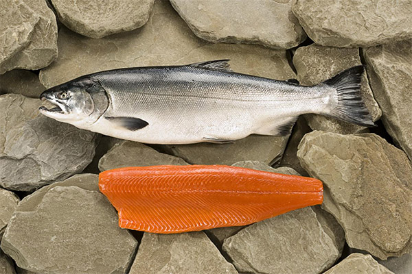 The benefits and harms of coho salmon