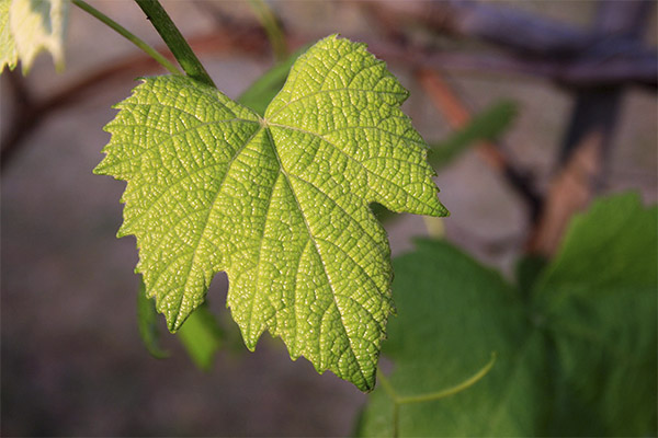 Utilisation des feuilles de vigne en cosmétologie
