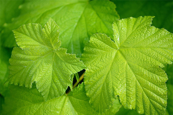 L'utilisation des feuilles de vigne en médecine traditionnelle
