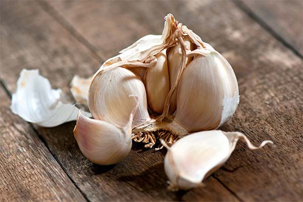 Garlic for worms during pregnancy