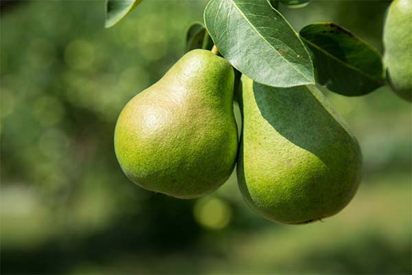 Pears when breastfeeding