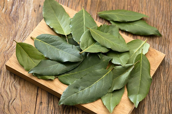 How to Dry a Bay Leaf Properly