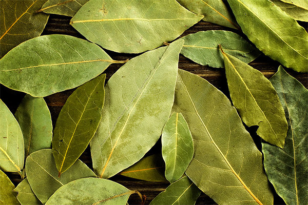 How to Dry a Bay Leaf in the Sun