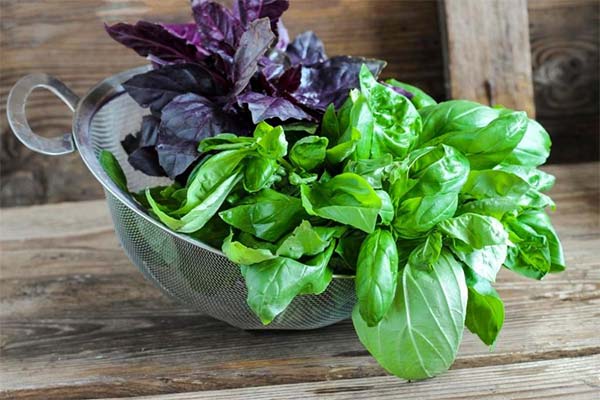 Hvilken basilikum er sundere: grøn eller lilla