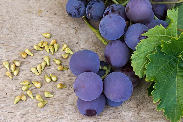 Is it safe to eat grapes with seeds?