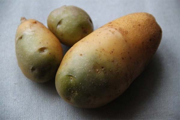 Lze slepicím podávat zelené brambory