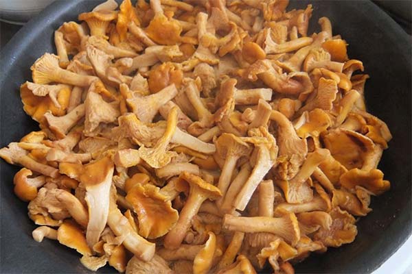 Why chanterelles are bitter after freezing