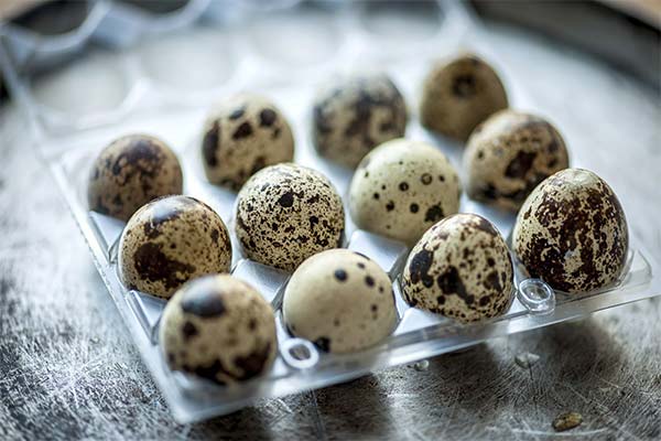 Užitočnosť prepeličích vajec