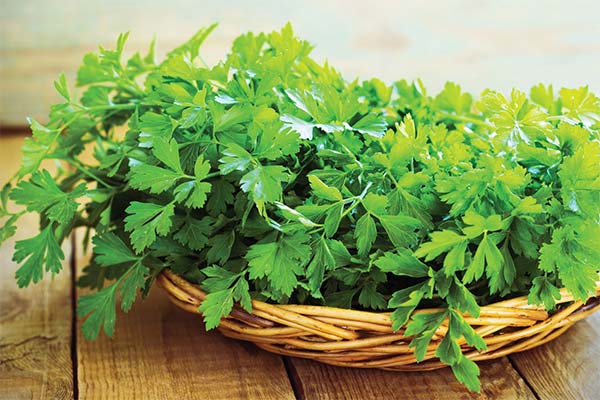 The benefits of parsley during pregnancy