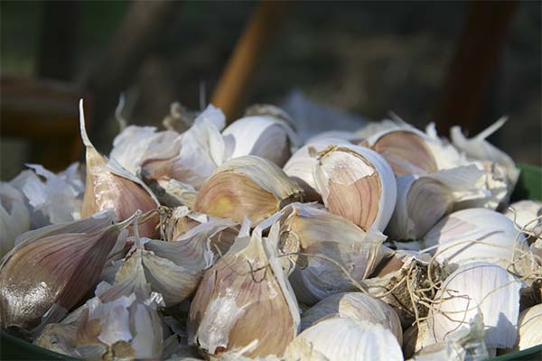 The benefits of garlic husks