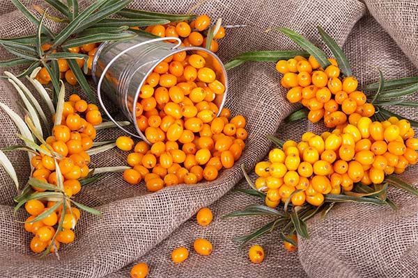 Sea buckthorn seeds used in cosmetology