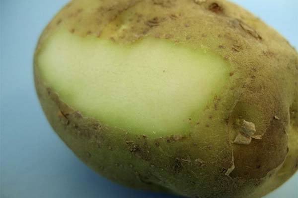 Příznaky otravy lidskými zelenými bramborami