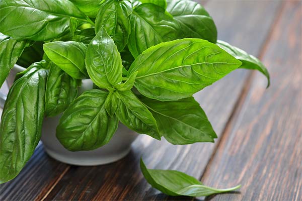 What is basil added to your dishes