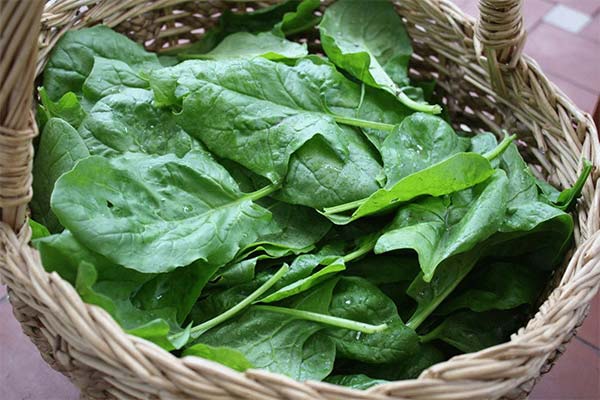 How to choose and store spinach