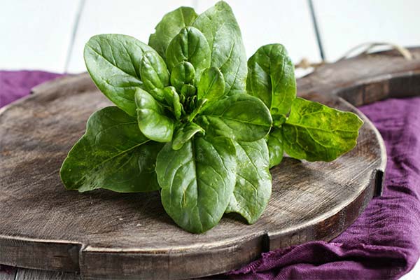 Recipes with spinach