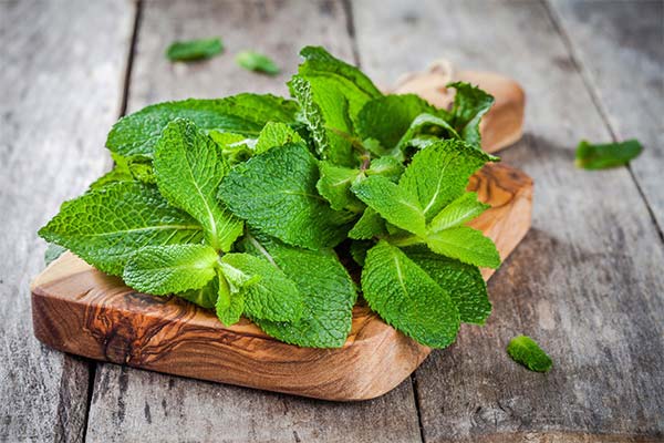 How does mint affect the human body