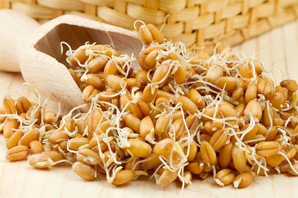 How to lose weight eating wheat germ