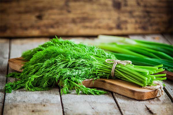 How to use dill properly