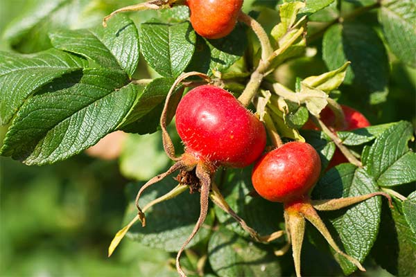 How does rosehip affect the human body